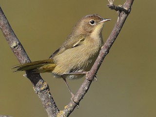 Immature female - Matt Davis - ML66117591