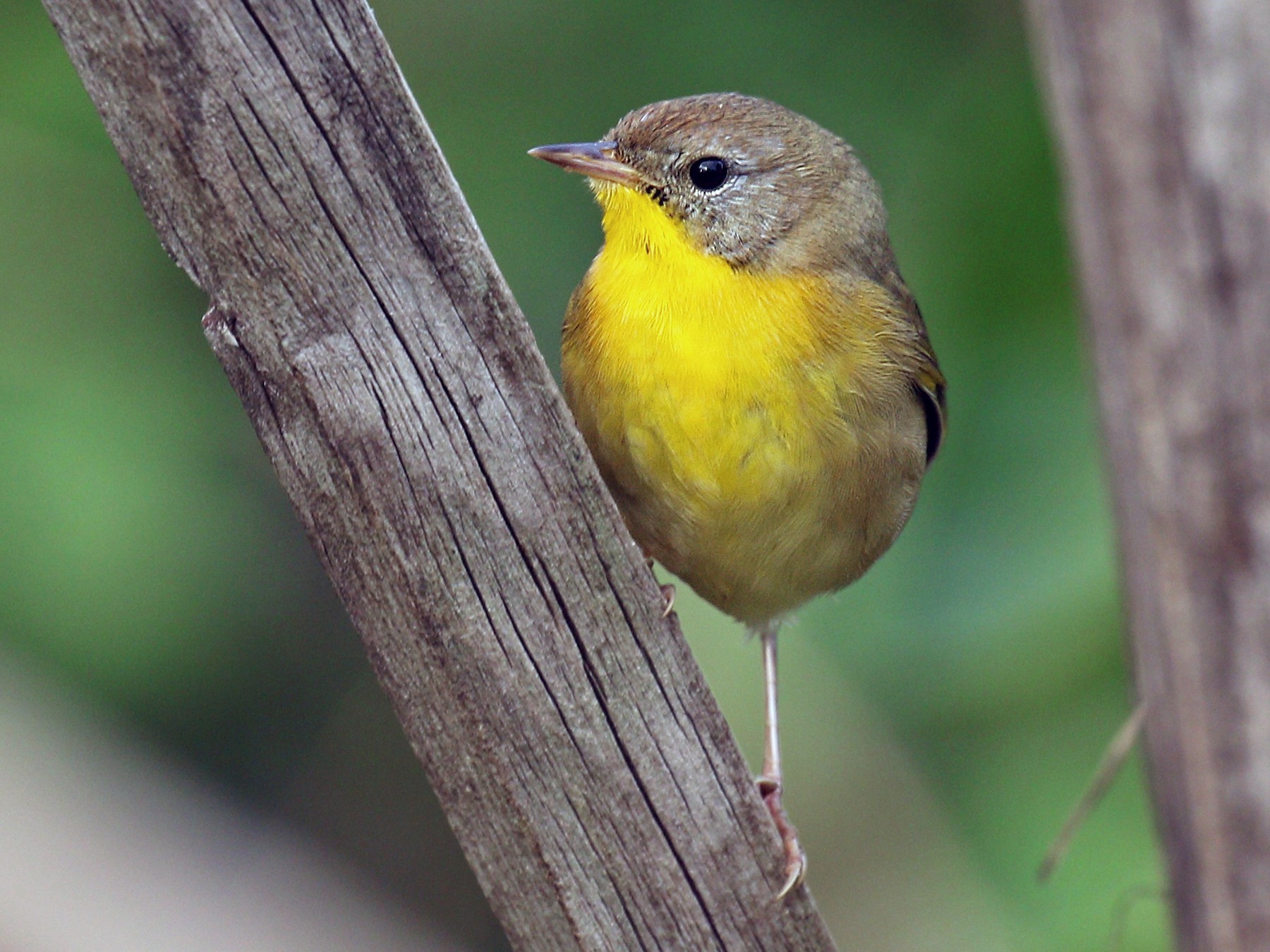 Common Yellowthroat eBird