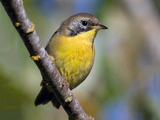 Immature male - Greg Gillson - ML66117611