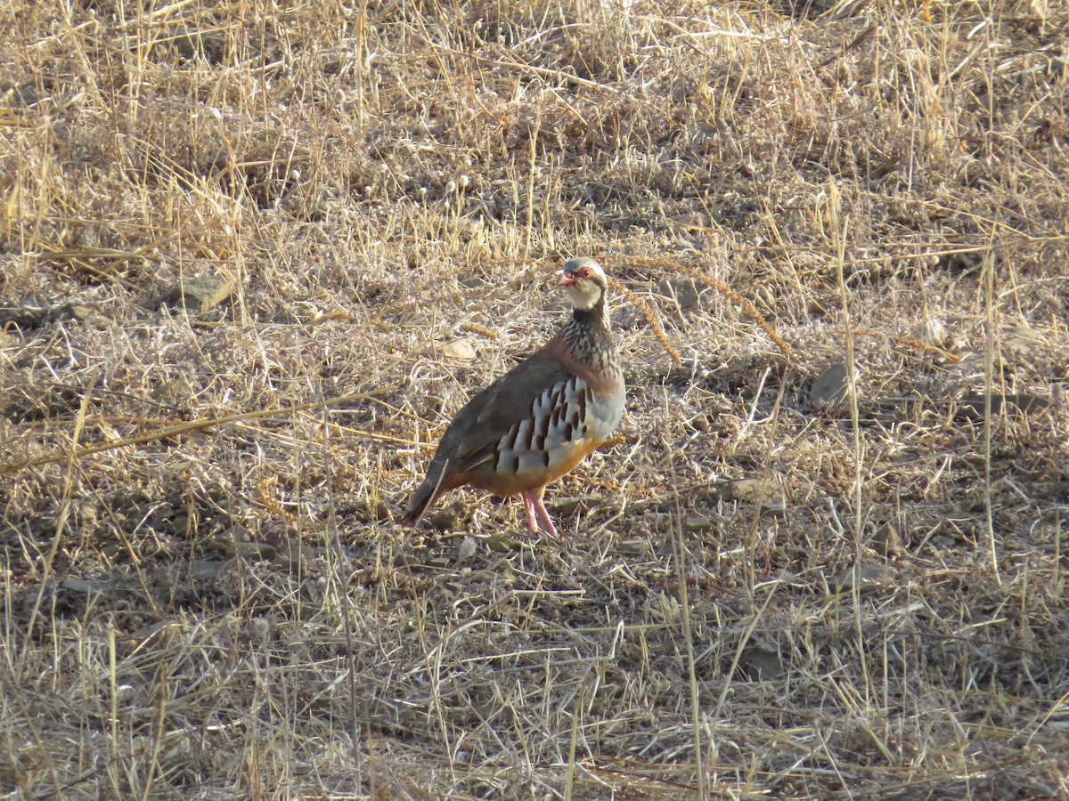 Red-legged Partridge - André Pina