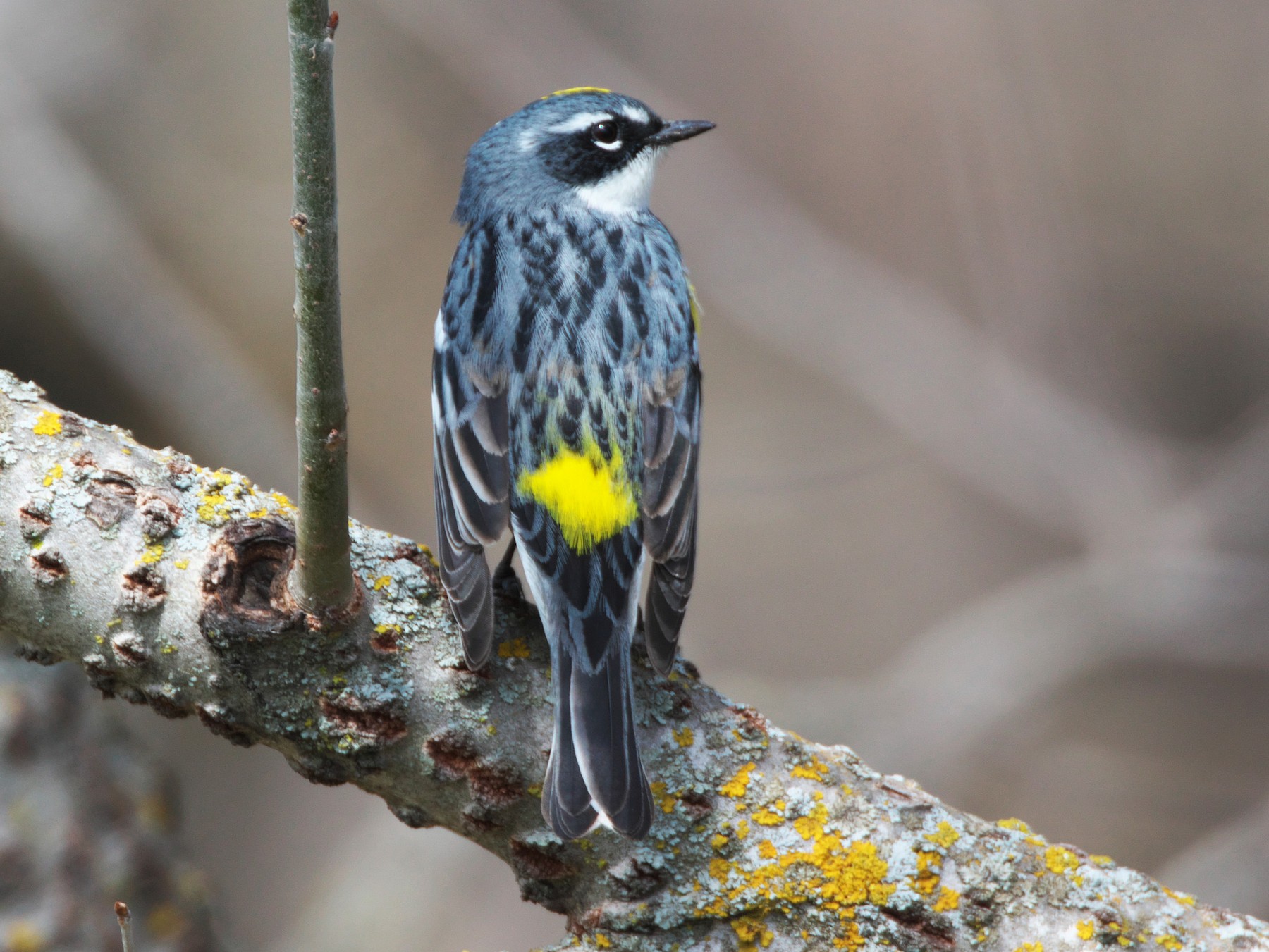 Yellow-rumped Warbler - Paul Tavares