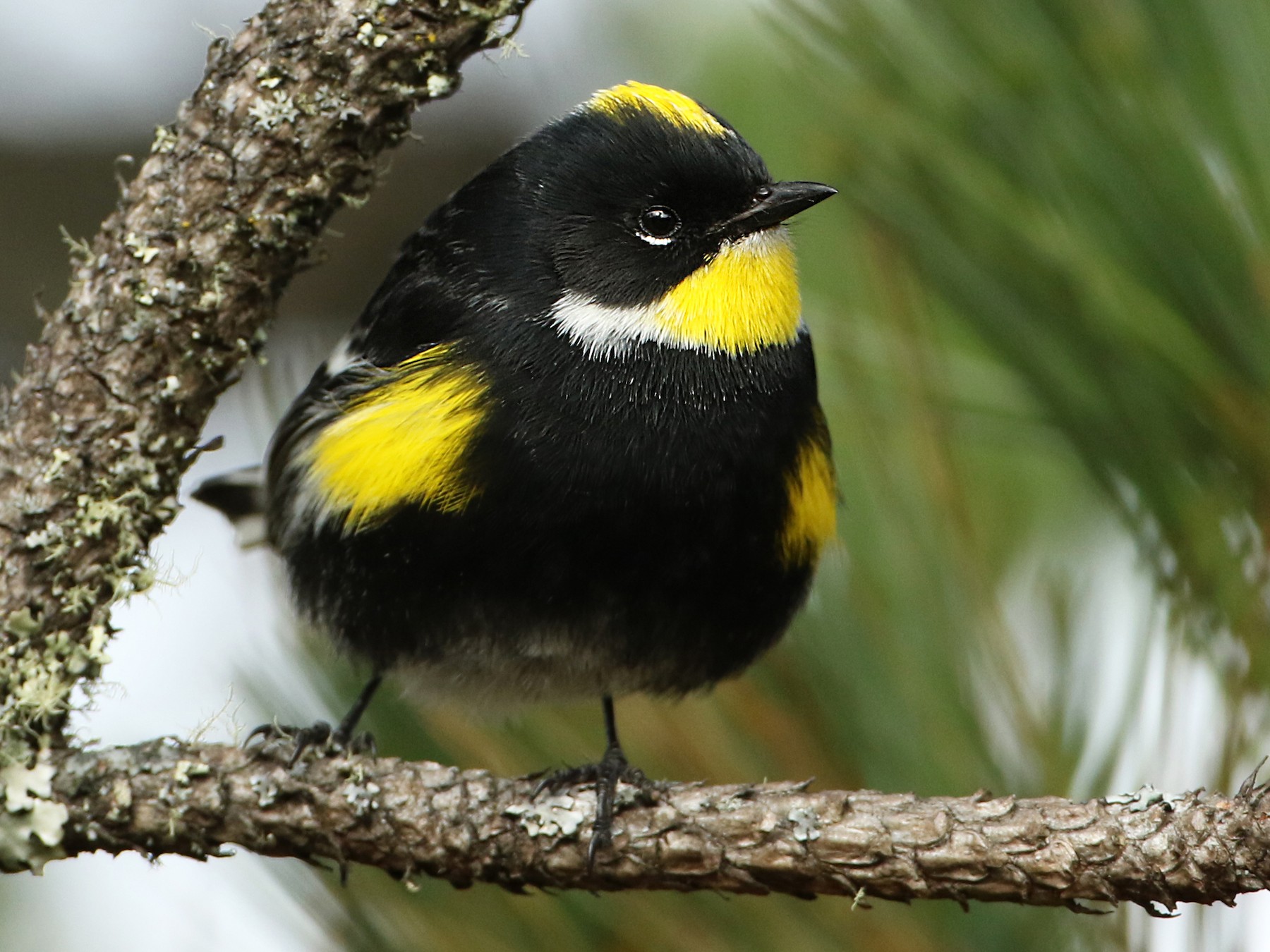 Yellow-rumped Warbler - Luke Seitz