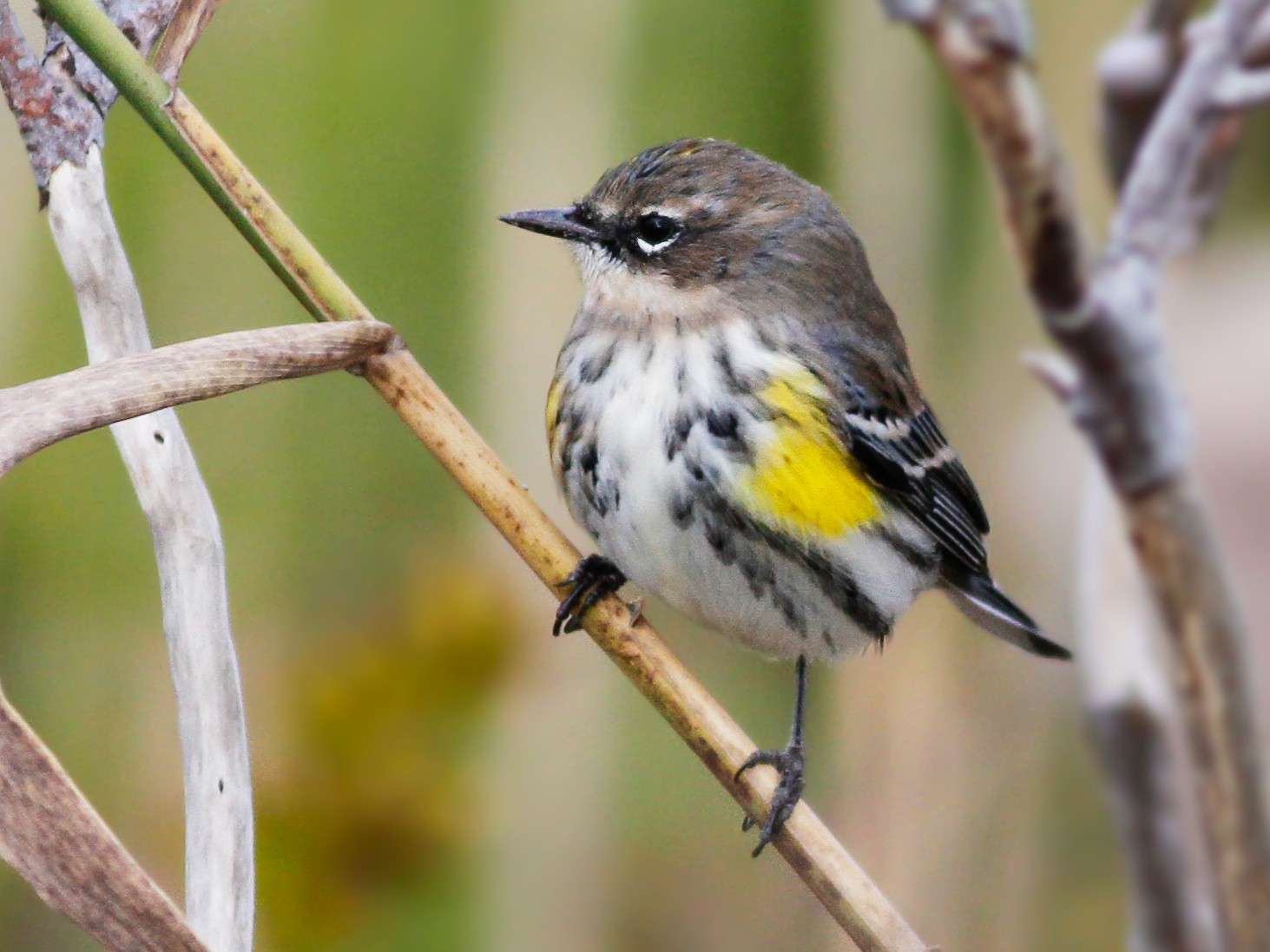 Yellow-rumped Warbler