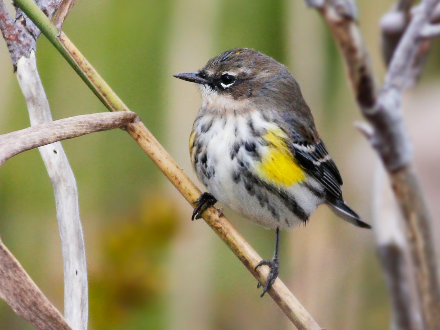 Yellow-rumped Warbler - Davey Walters