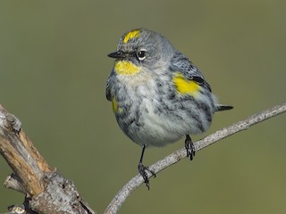  - Yellow-rumped Warbler
