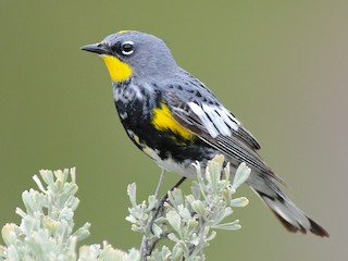 นกเพศผู้เต็มวัย (Audubon's) - Emily Turteltaub Nelson - ML66119111