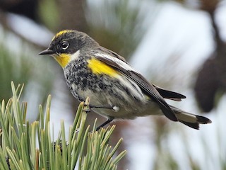  - Yellow-rumped Warbler (Goldman's)