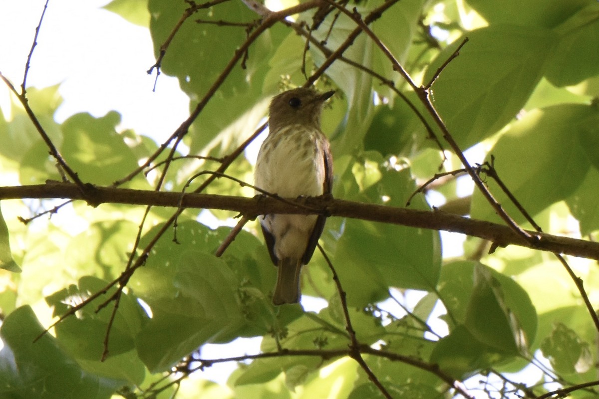 Sulawesi Brown Flycatcher - ML66119781