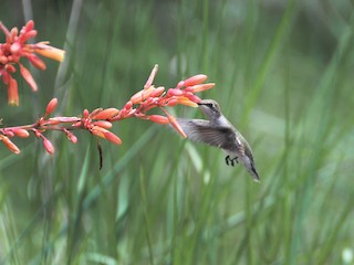マディソンパーク　ハチドリ ノドアカハチドリ／ノドグロハチドリ - eBird