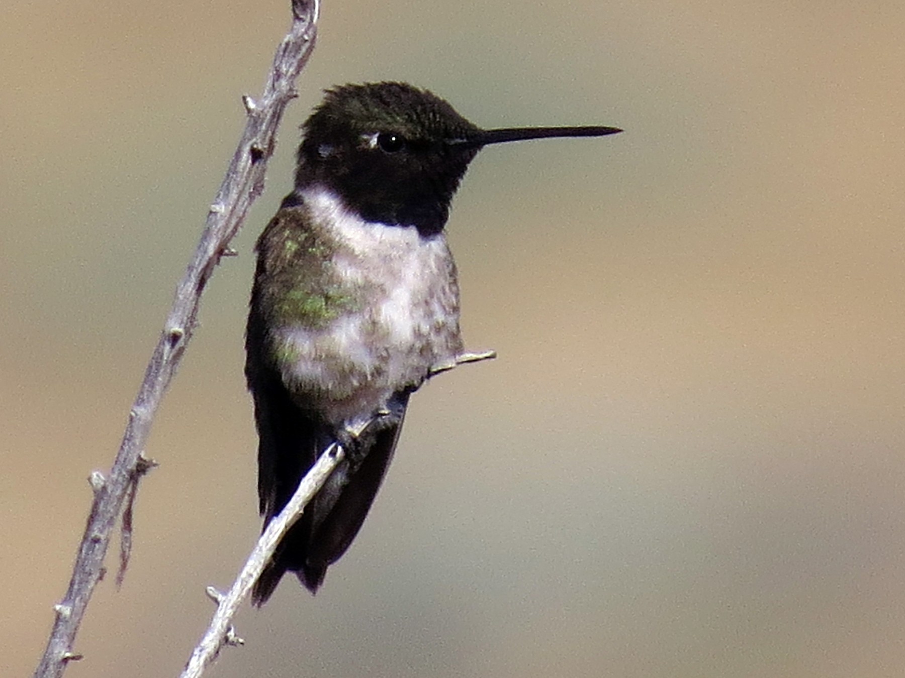 Blackchinned Hummingbird eBird