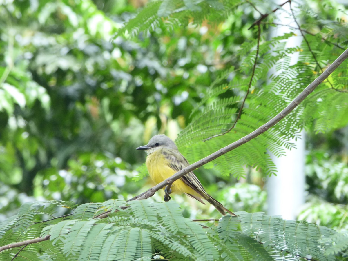 Tropical Kingbird - Iselda Vega