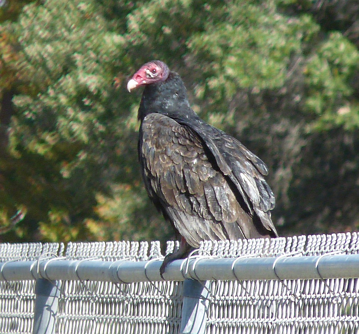 Turkey Vulture - ML66120871