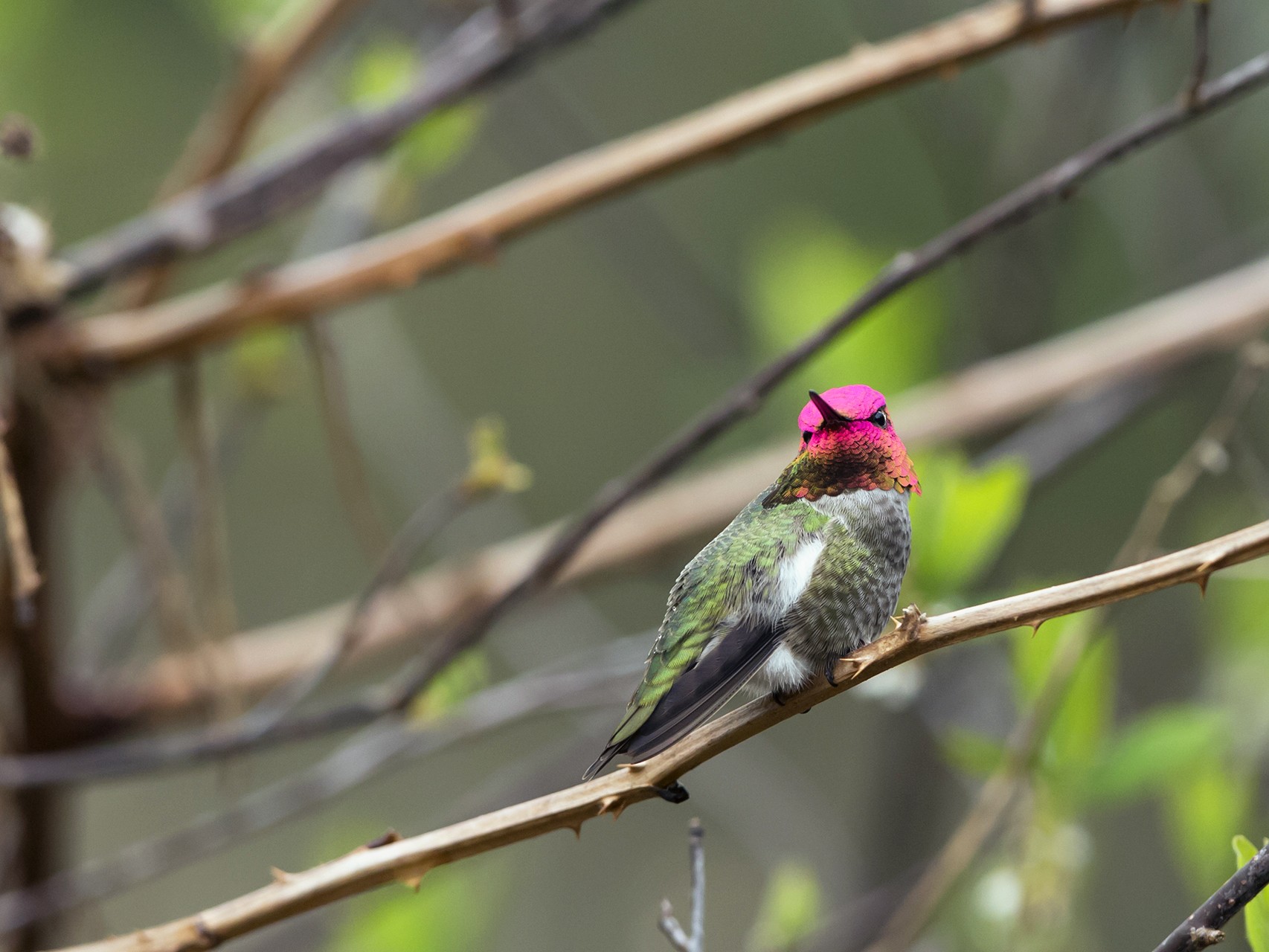 Anna's Hummingbird - Joshua Covill
