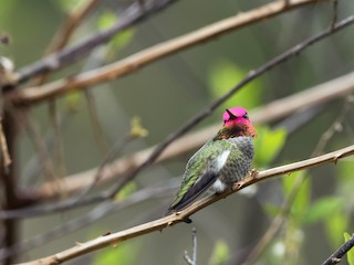  - Anna's Hummingbird