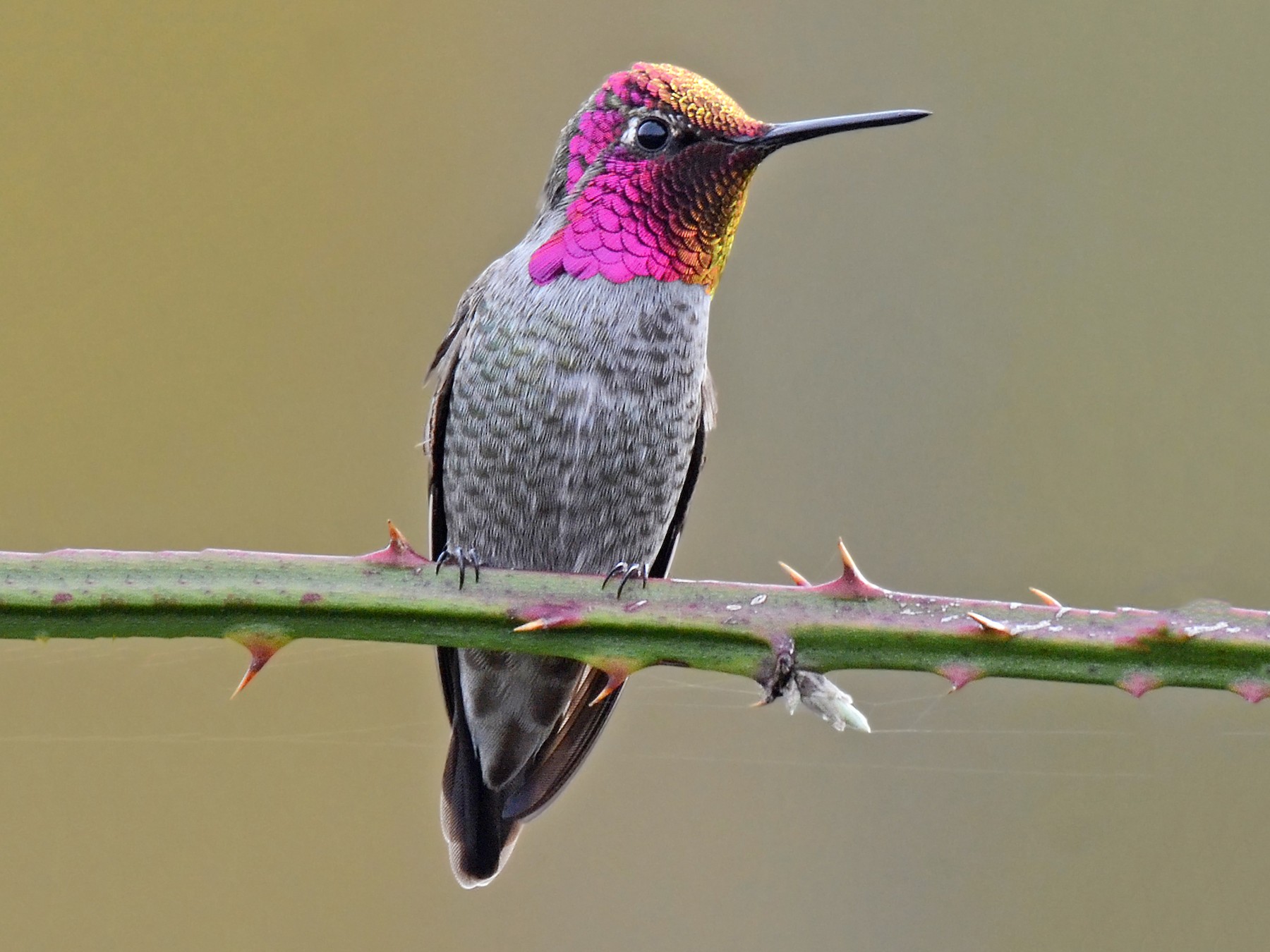 Anna's Hummingbird - Steven Mlodinow