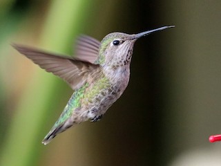  - Anna's Hummingbird