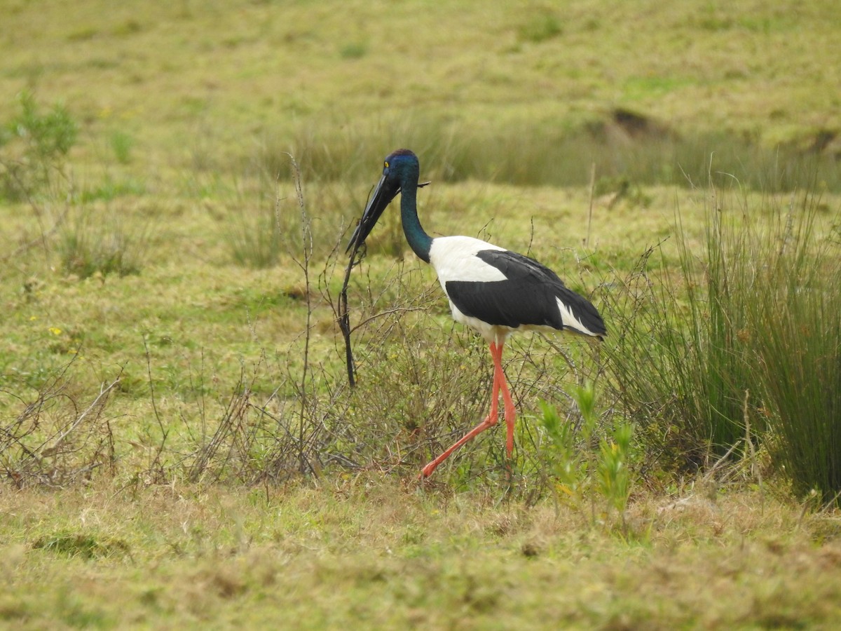 Black-necked Stork - ML66121731