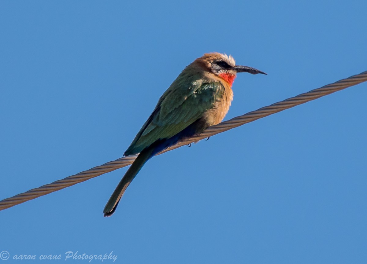 White-fronted Bee-eater - ML66122401
