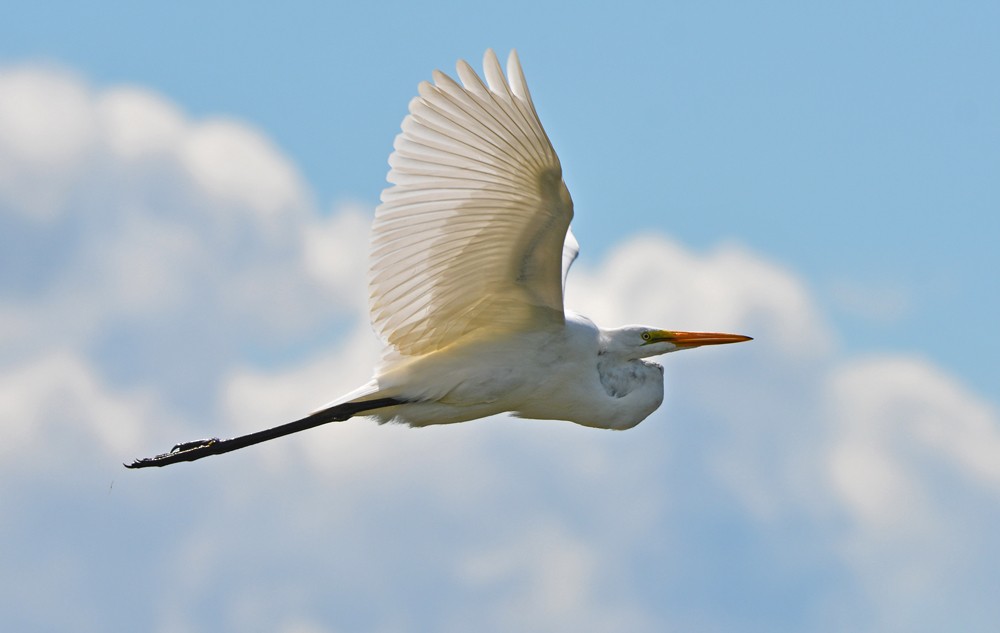 Great Egret - Dick Horsey