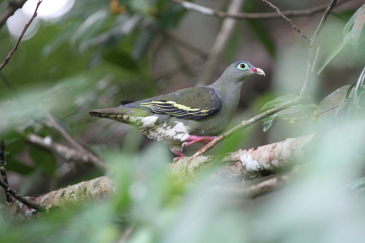 Thick-billed Green-Pigeon - Koji ICHIYAMA