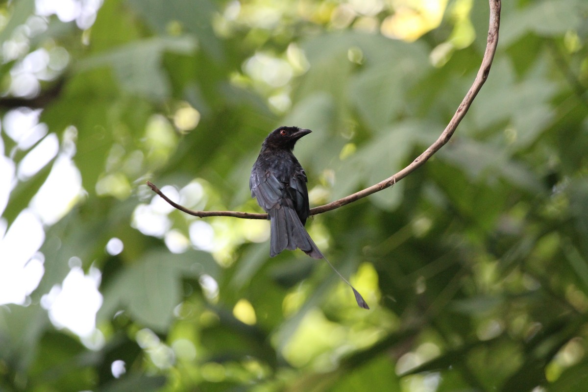 Greater Racket-tailed Drongo - ML66125461