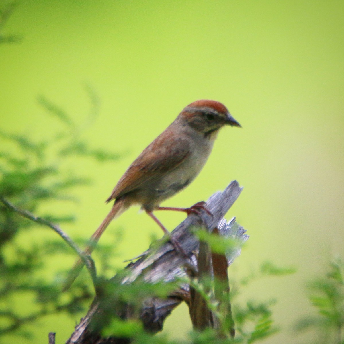 Rufous-crowned Sparrow - Jeff Kietzmann