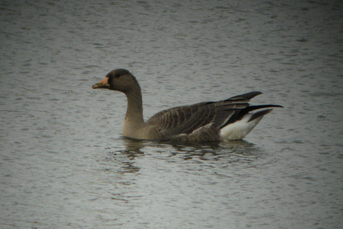 Greater White-fronted Goose - Michael Schall