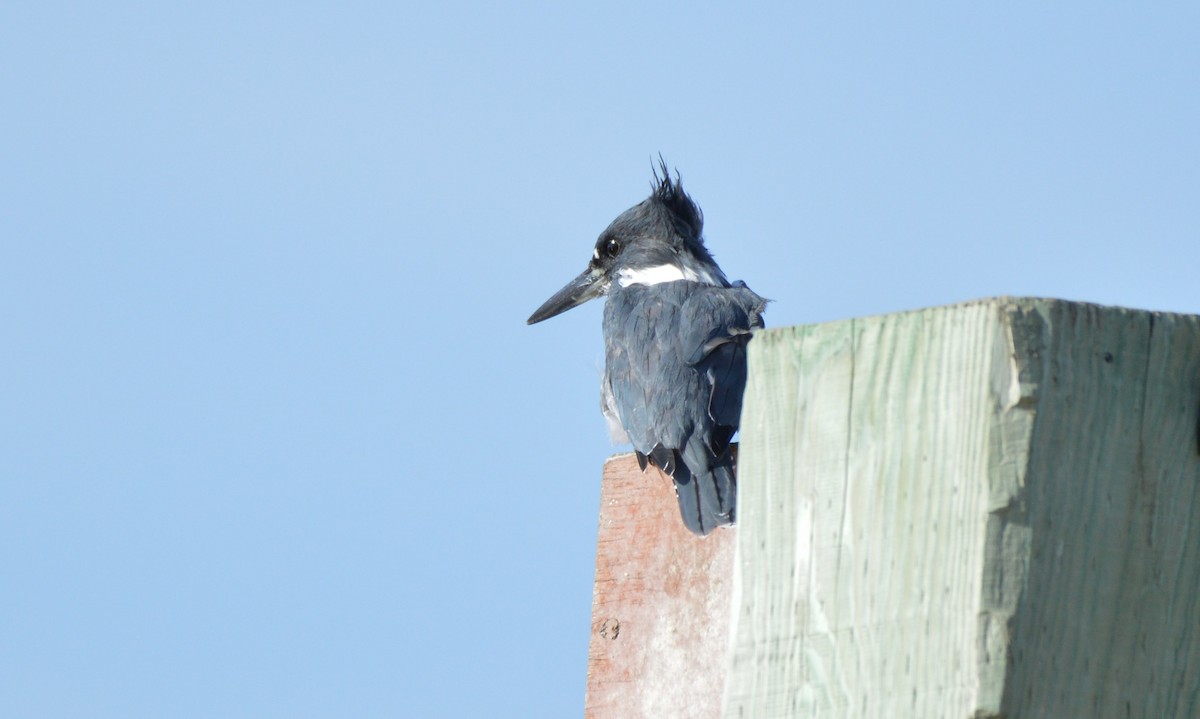 Belted Kingfisher - Kathy Marche