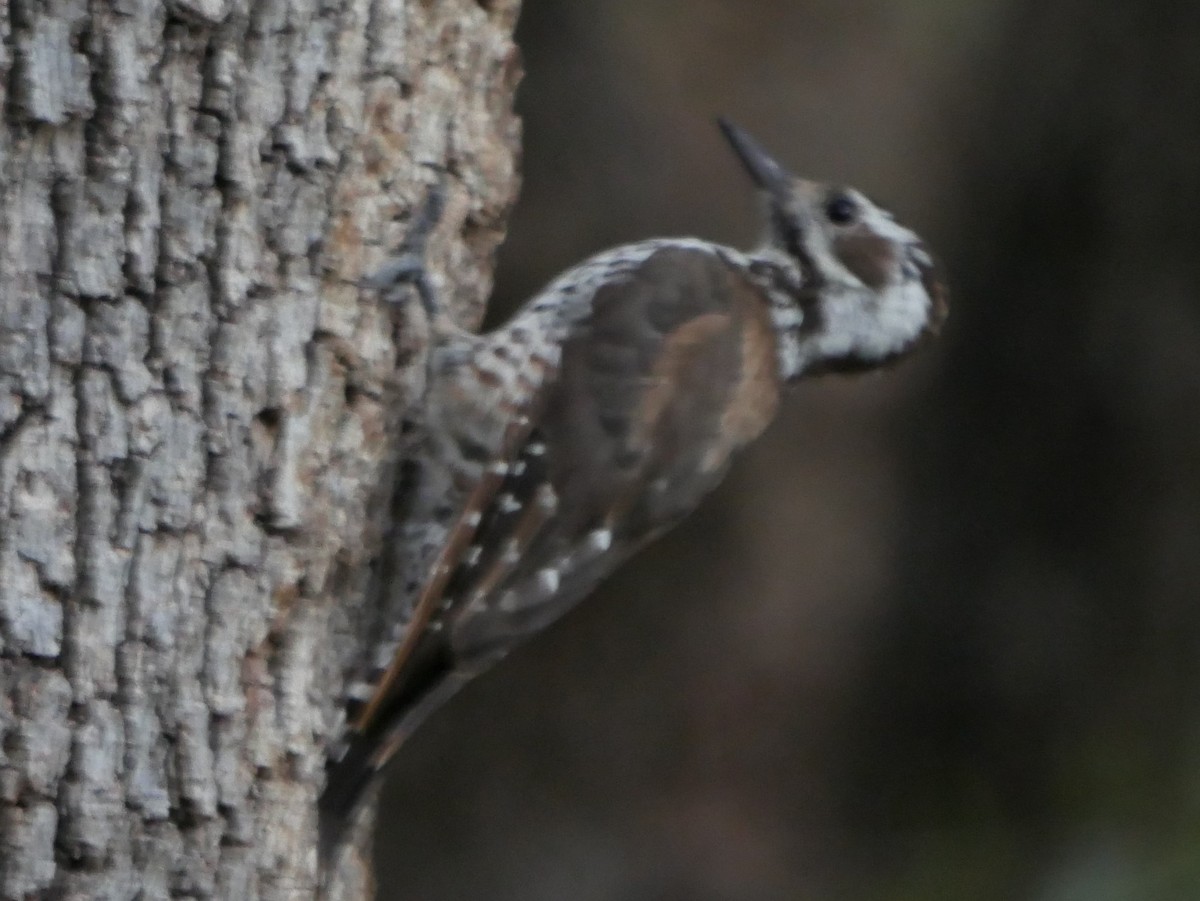 Arizona Woodpecker - ML66130011