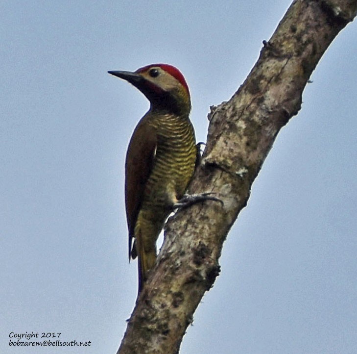 Golden-olive Woodpecker - Bob Zaremba