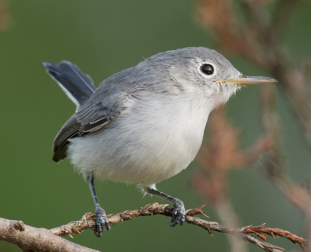 Blue-gray Gnatcatcher - Jack and Shirley Foreman