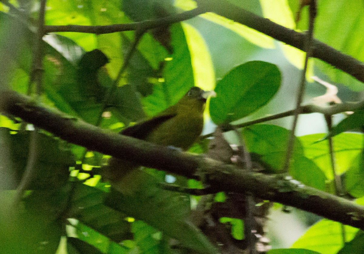 Yellow-lored Tanager - ML66132191