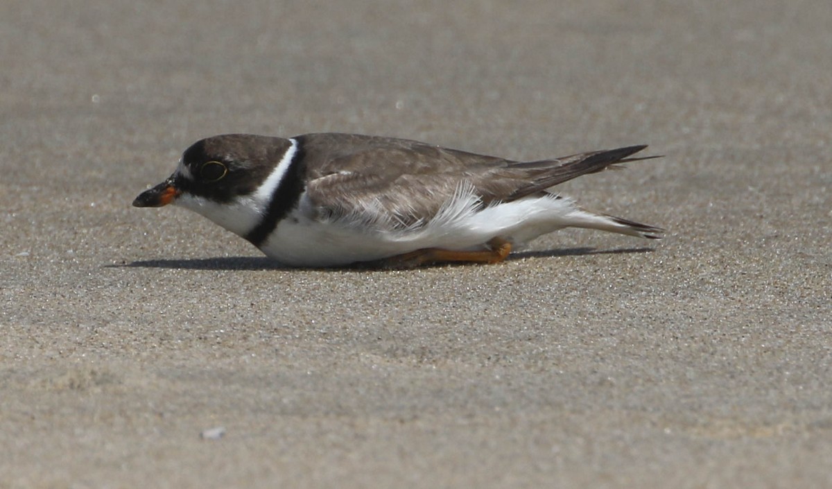 Semipalmated Plover - ML66133381