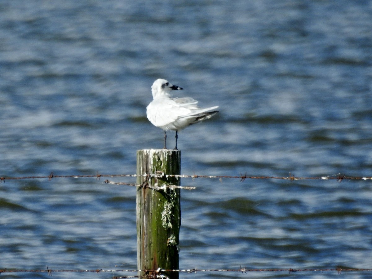 Gull-billed Tern - Michael Musumeche