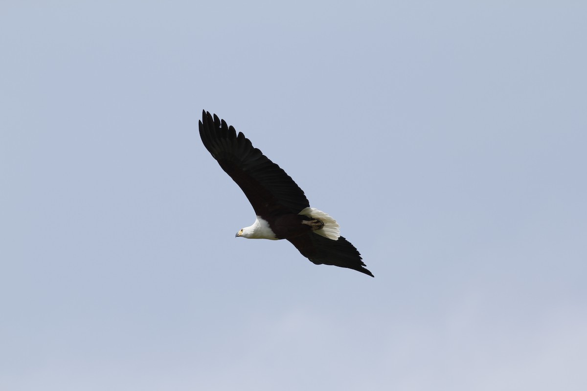 African Fish-Eagle - ML66140301