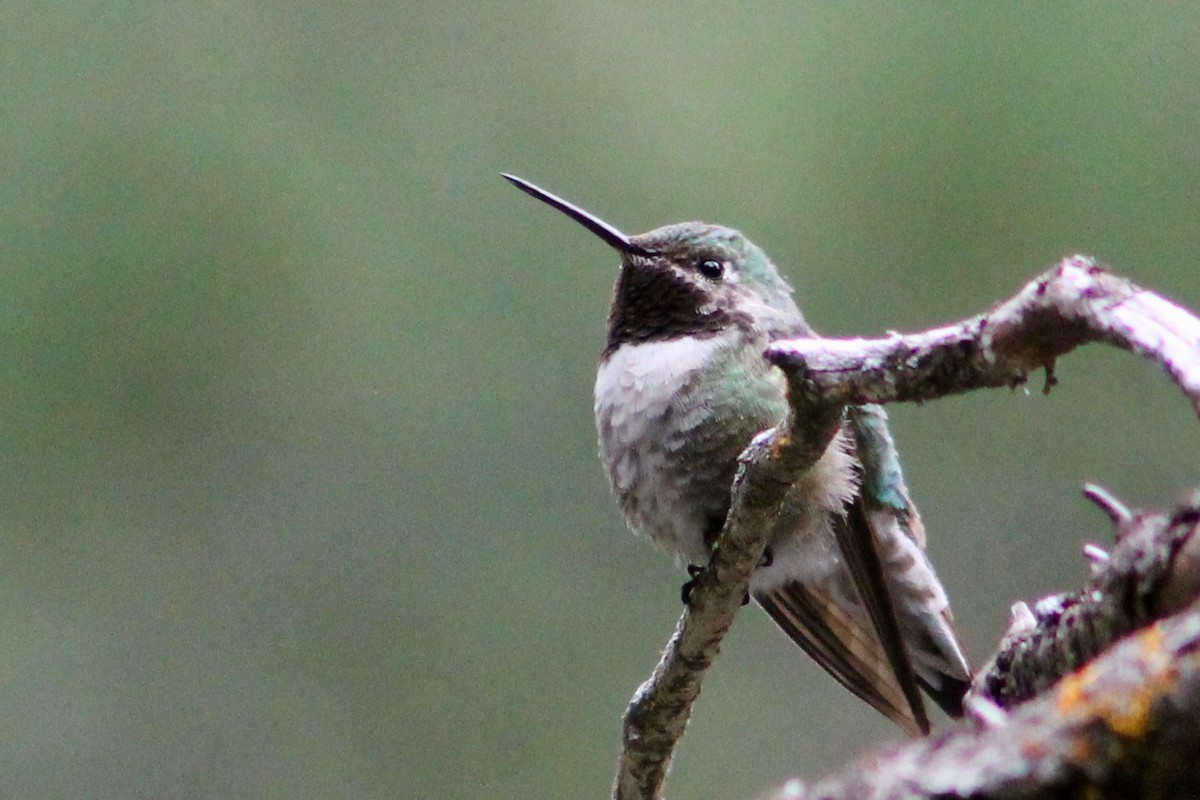 Broad-tailed Hummingbird - Holly Kleindienst