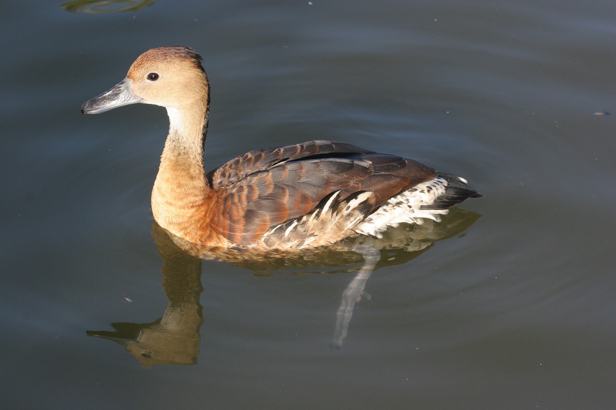 Fulvous Whistling-Duck - Dale Clark