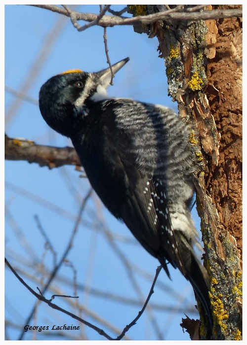 Black-backed Woodpecker - Georges Lachaîne