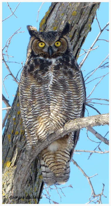 Great Horned Owl - Georges Lachaîne
