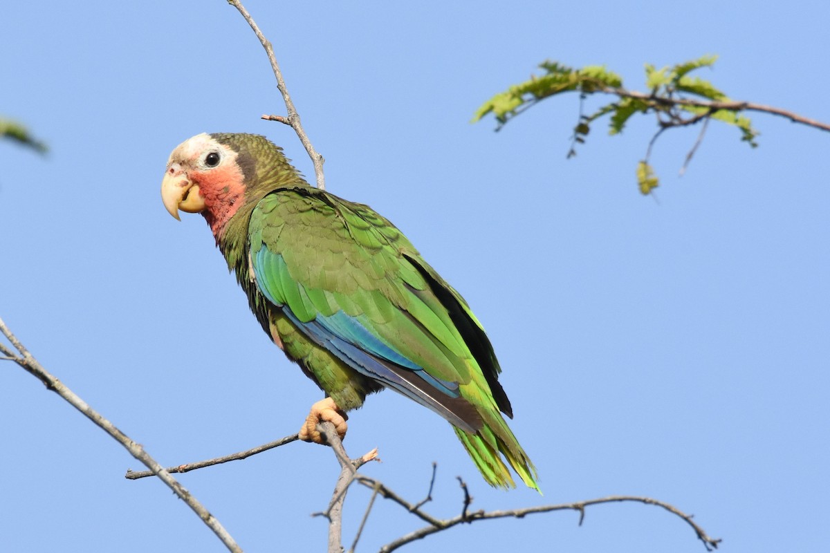 Cuban Parrot (Cuban) - Andrew Dobson