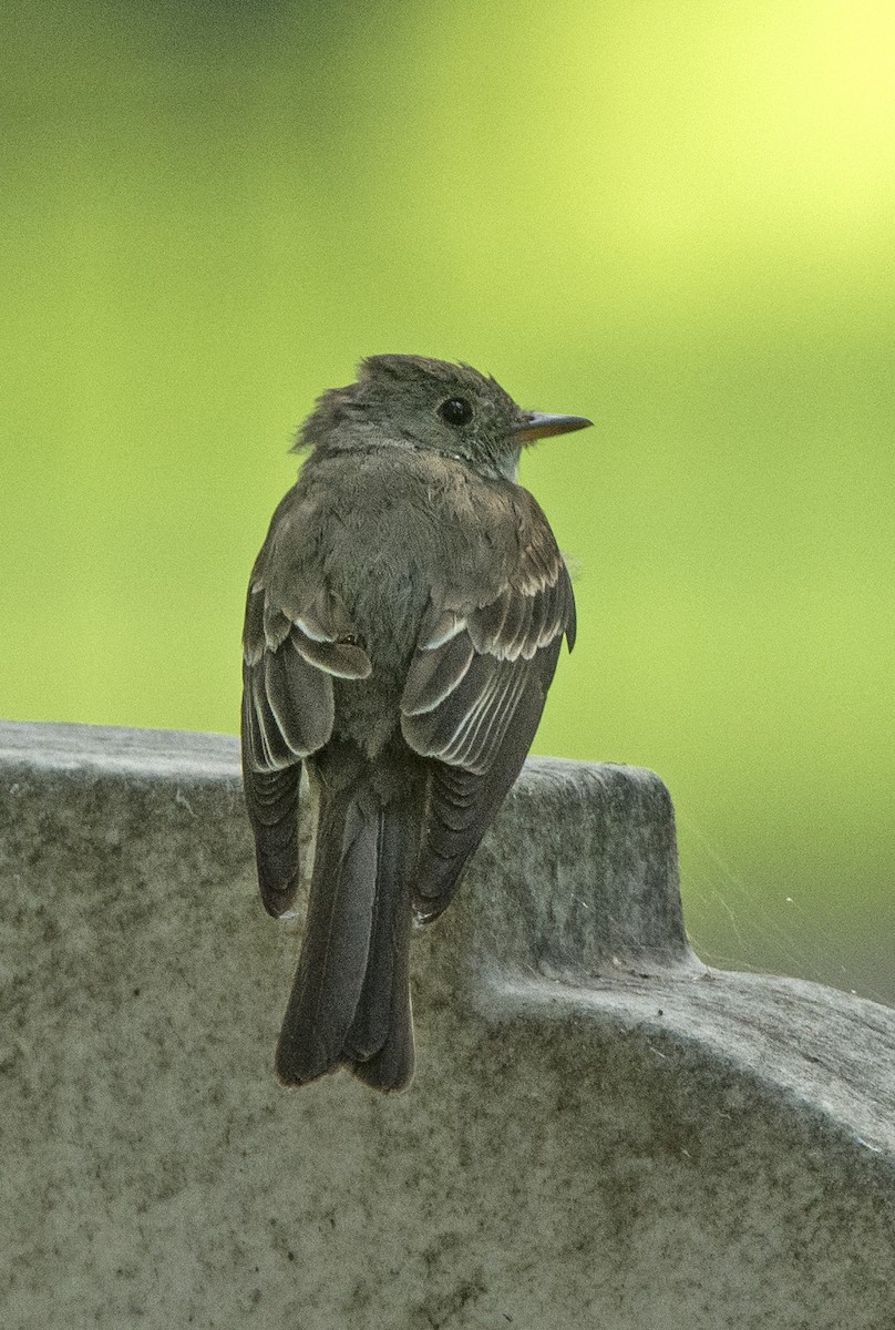 Eastern Wood-Pewee - Willie D'Anna