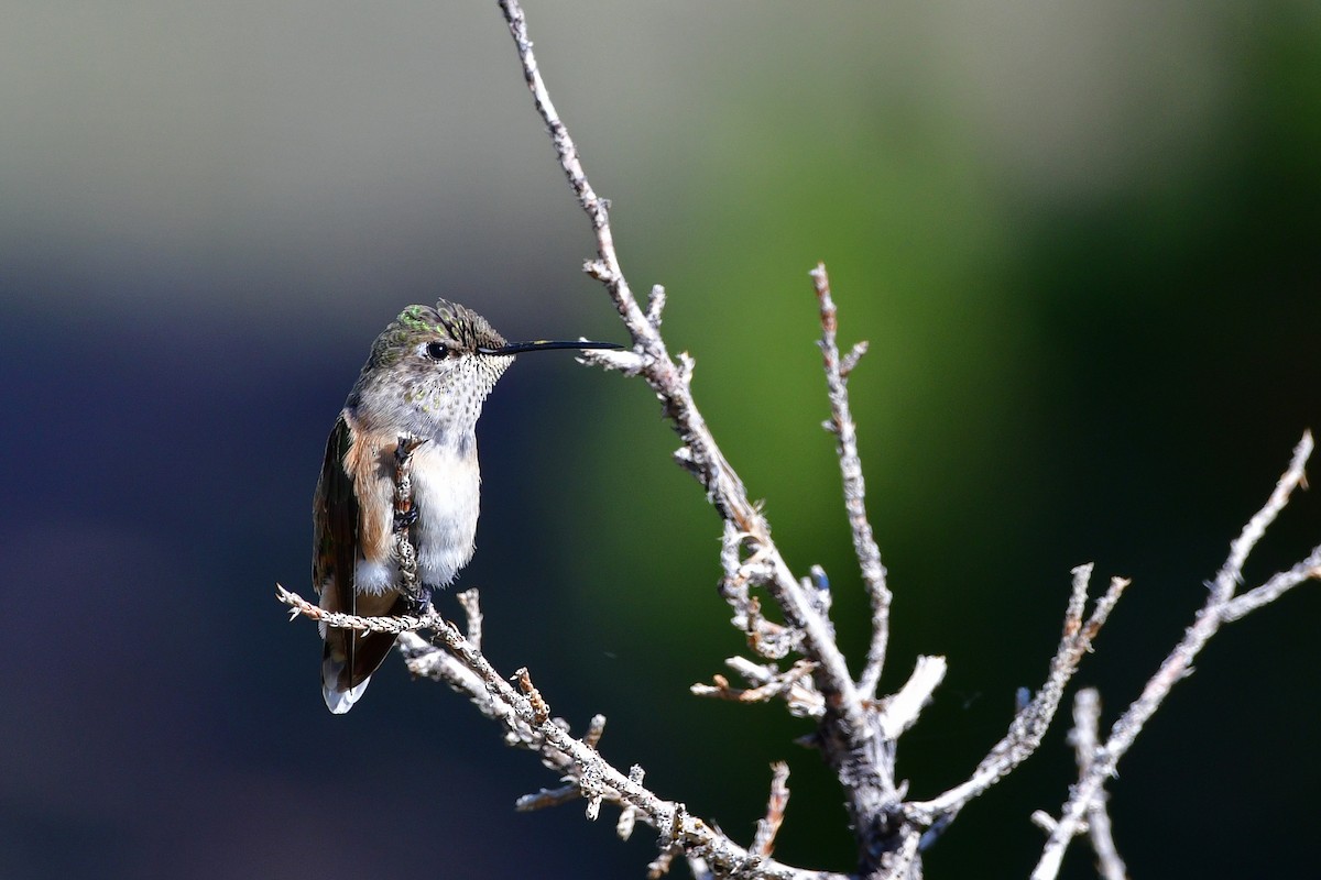 Broad-tailed Hummingbird - Bryan Calk
