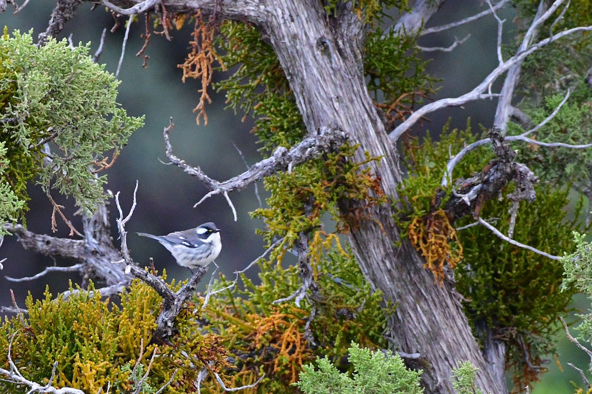 Black-throated Gray Warbler - ML66149181