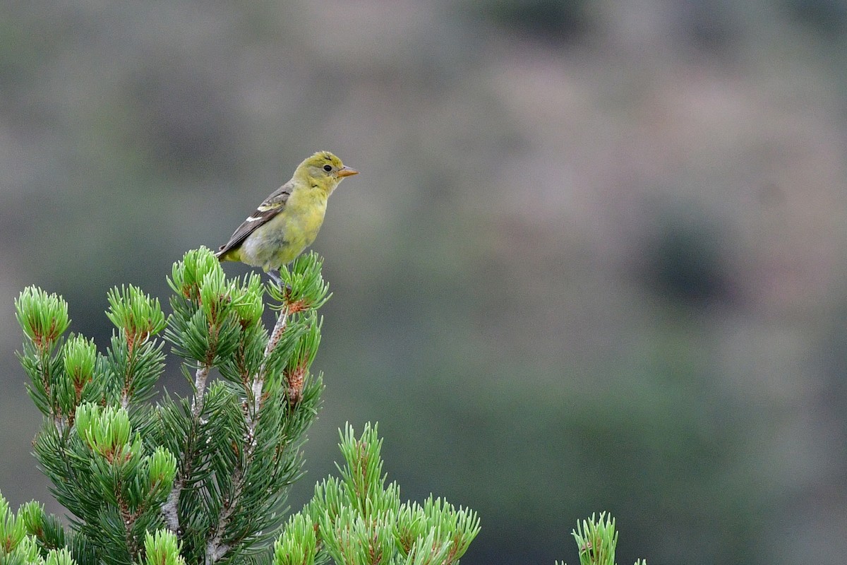 Western Tanager - ML66149201