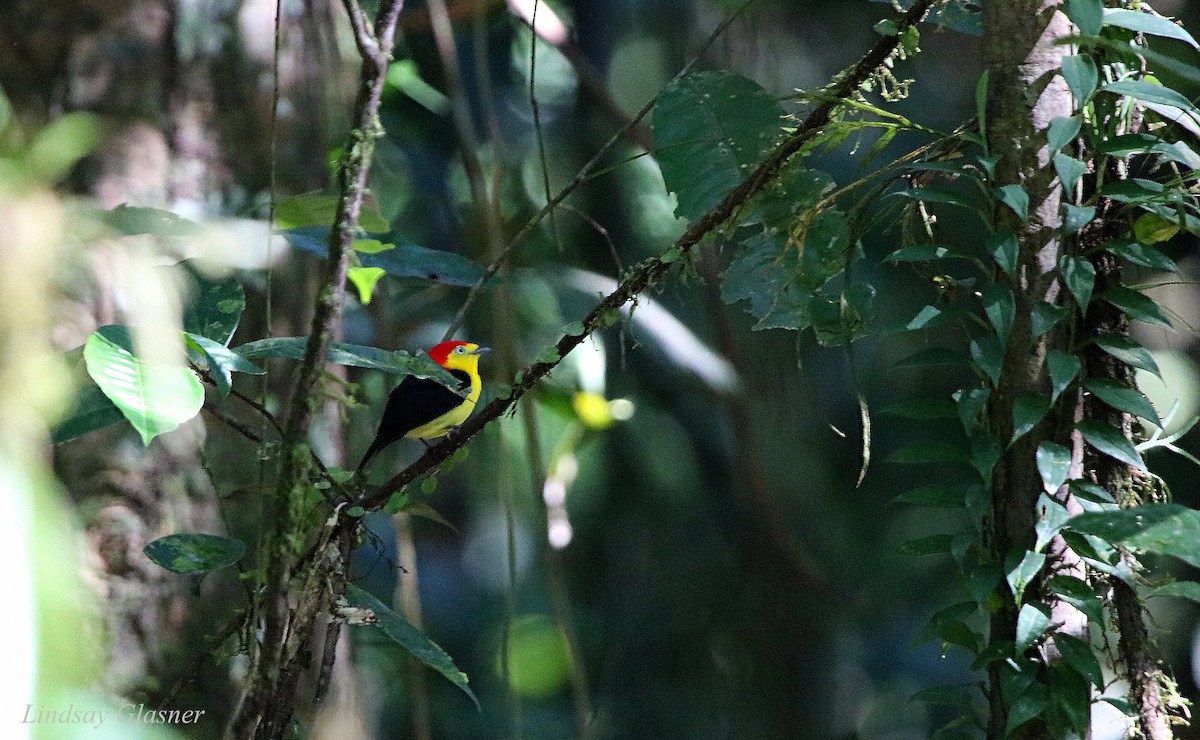 Wire-tailed Manakin - Lindsay Glasner