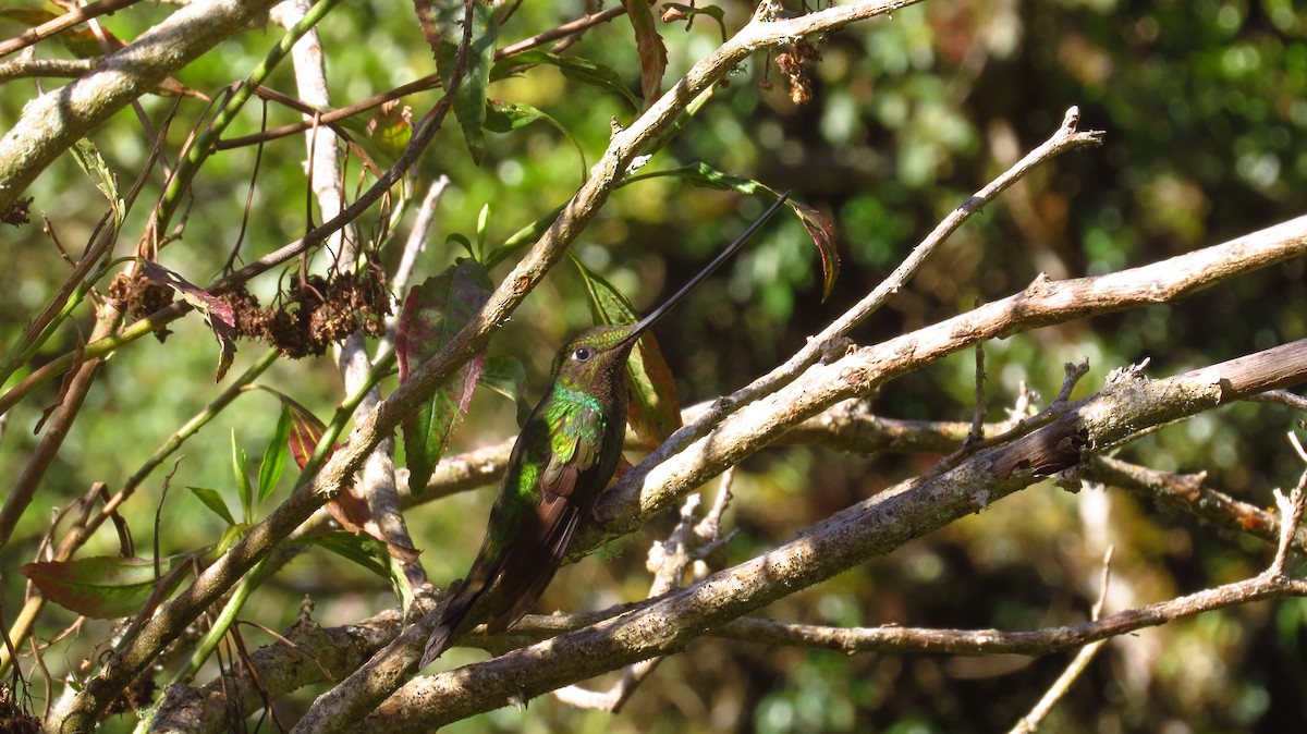 Sword-billed Hummingbird - ML66153241
