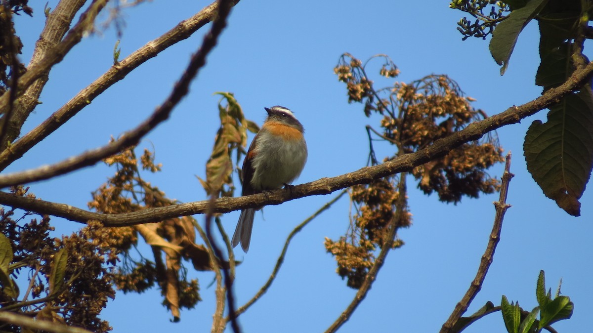 Rufous-breasted Chat-Tyrant - ML66153781