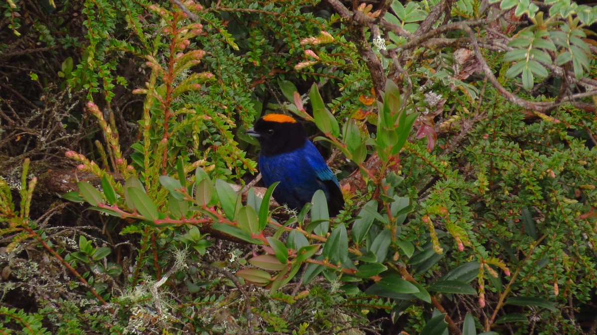 Golden-crowned Tanager - ML66154371