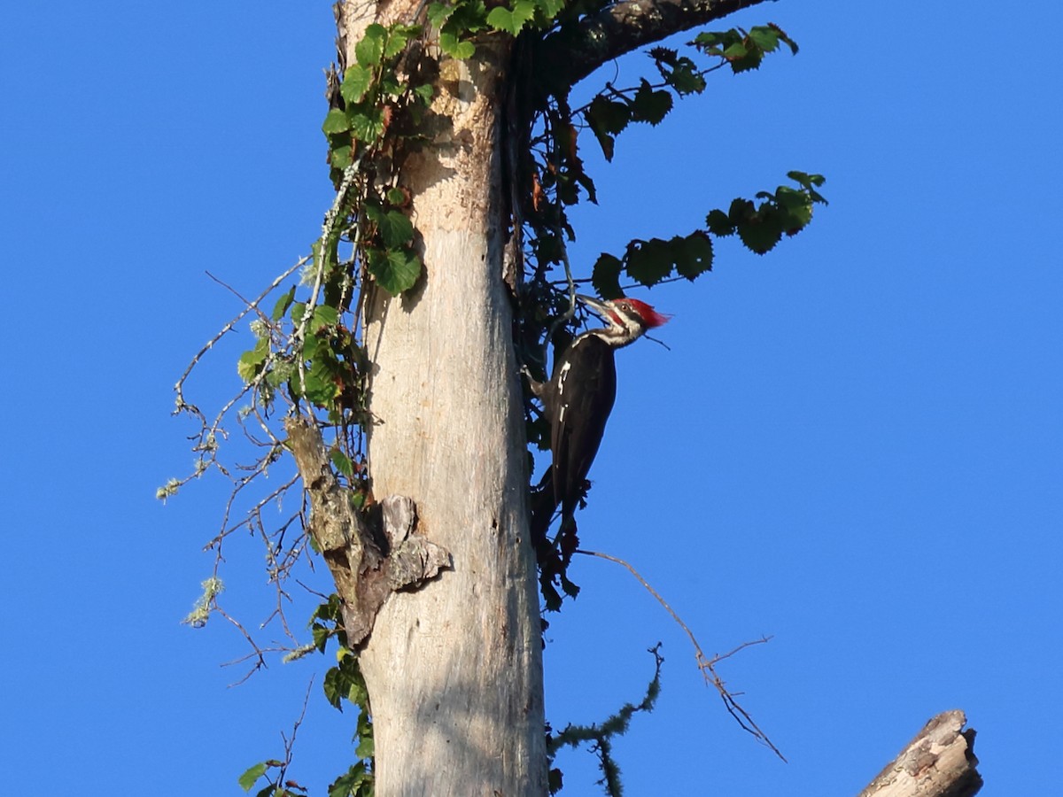 Pileated Woodpecker - ML66155041