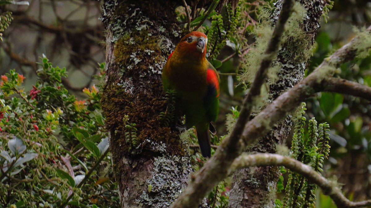 Rusty-faced Parrot - ML66155241